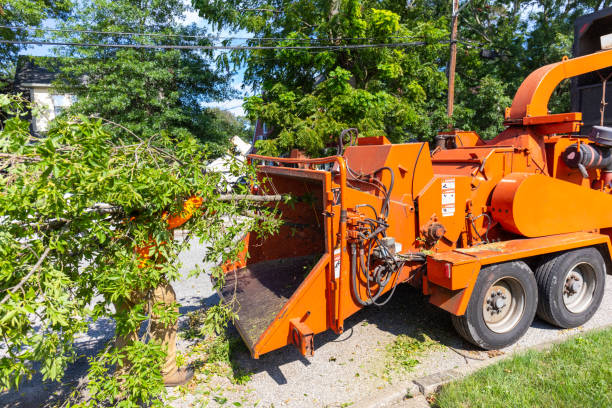 Best Tree Pruning Services  in Cedar Ridge, CA